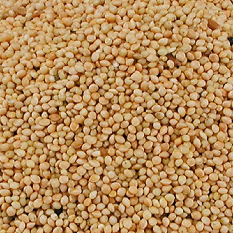 Wit Rondzaad - Wit Rondzaad