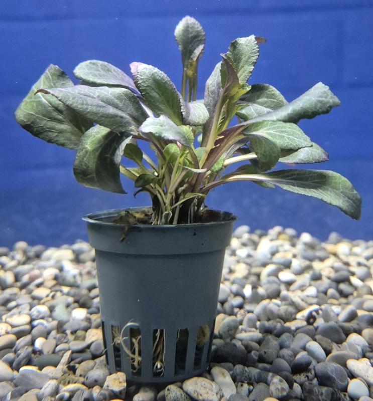 Lobelia cardinalis - Lobelia cardinalis