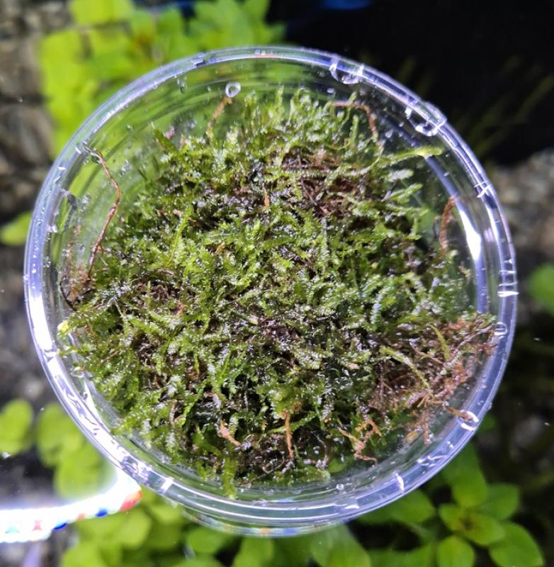 Vesicularia dubyana - Vesicularia dubyana