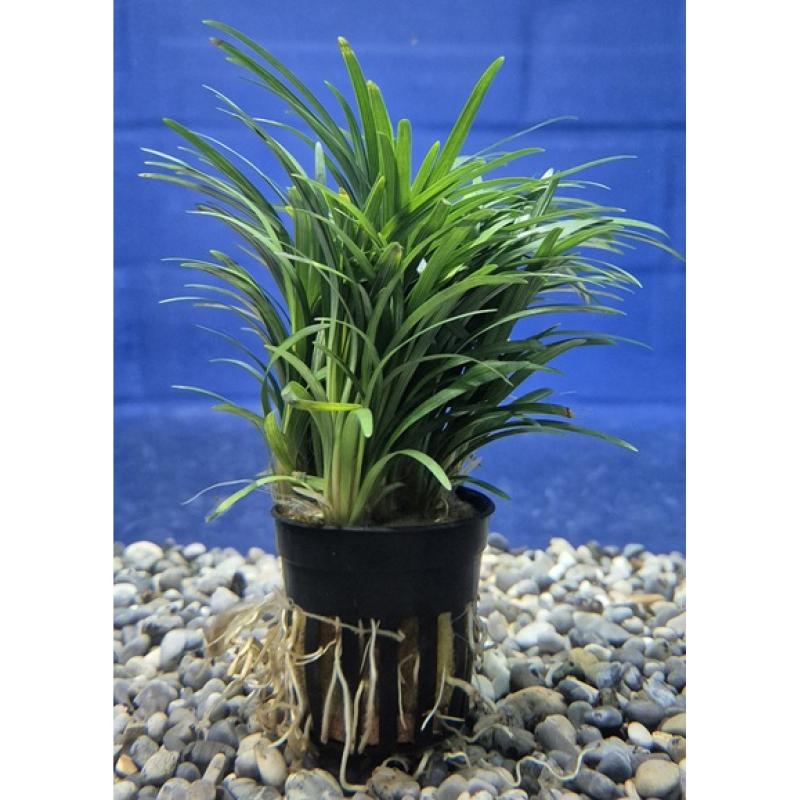 Ophiopogon japonica pussilus - Ophiopogon japonica pussilus