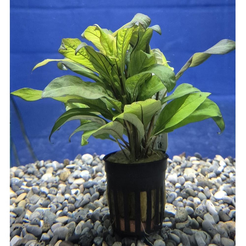 Nomaphila siamensis - Nomaphila siamensis