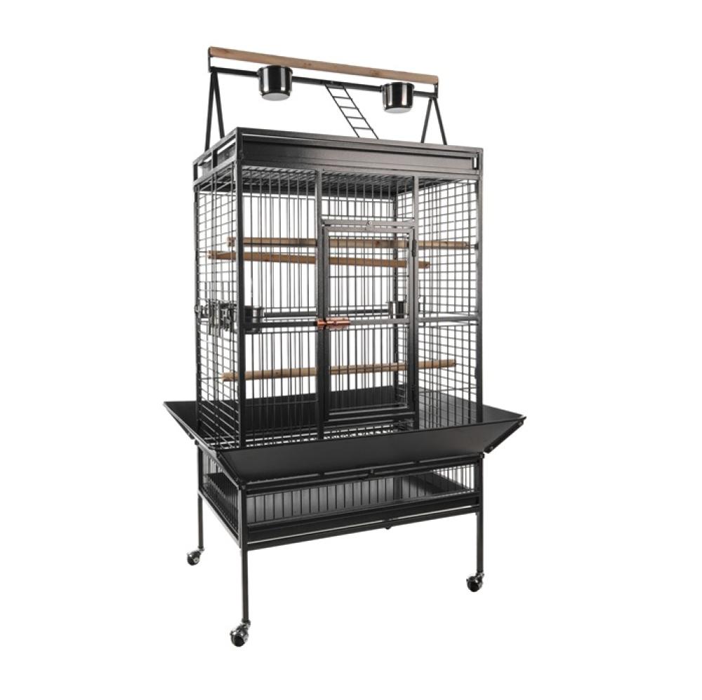 Sierkooi Papegaai - Sierkooi Papegaai