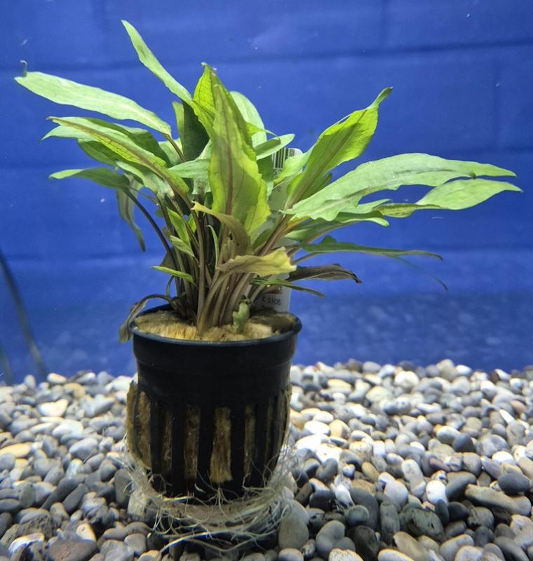 Cryptocoryne Undulatus - Cryptocoryne Undulatus
