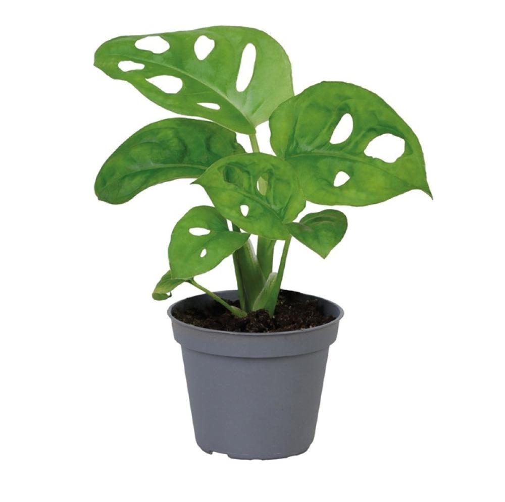 Terra plants - Terra plants