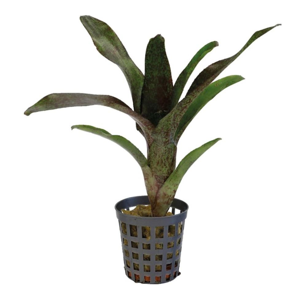 Terra plants - Terra plants