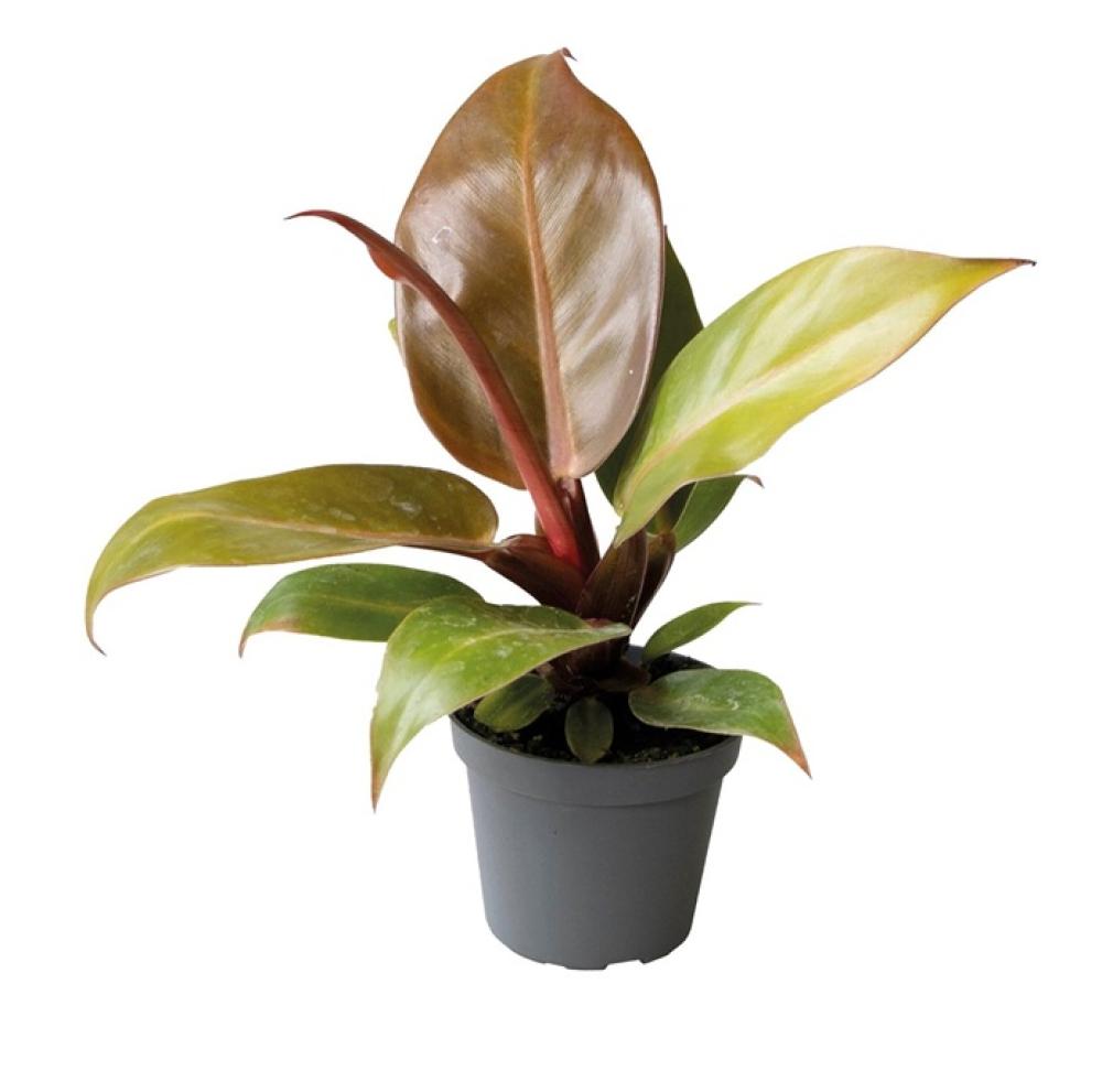 Terra plants - Terra plants