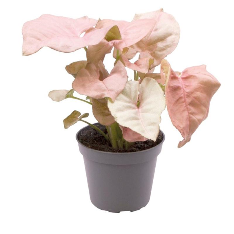 Terra plants - Terra plants