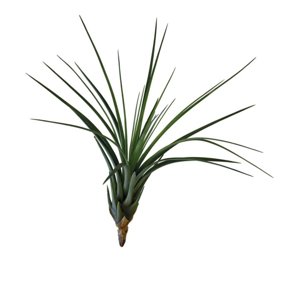 Terra plants - Terra plants